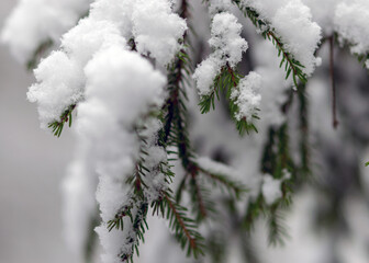 abstract texture, snow covered plants, winter feelings, winter texture suitable for wallpaper