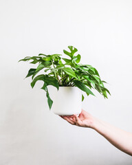 Sticker - Vertical shot of a female holding a potted plant near a white wall