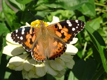 The Painted Lady (Vanessa Cardui) On A Zinnia Flower.