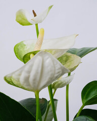 Sticker - Vertical shot of blooming white Anthurium potted flowers near a white wall