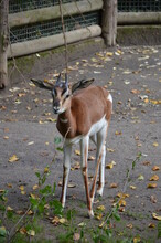 Dama Gazelle (Nanger Dama) In The Zoo