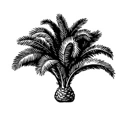 Canvas Print - ink sketch of pygmy date palm.