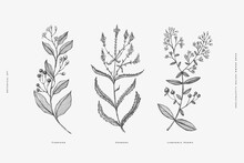 Set Of Hand-drawn Medicinal Herbs. Sprigs Of Verbena, Lawsonia, Camphor Vector Illustration. Botanical Retro Image For A Floral Background. Design Element For Postcard, Poster, Cover, Invitation.
