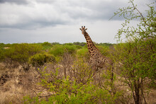 Giraffe Watching You Behind The Bush