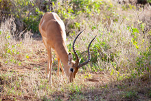 Antelope Is Eating Grass In The Scenery Of Kenya