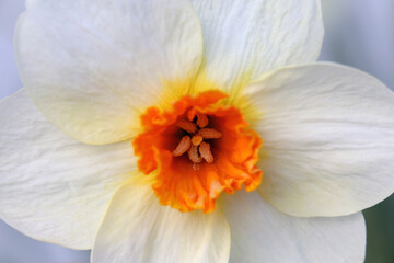 Wall Mural - Yellow daffodil (narcissus) flowers in a closeup photo with green leaves in the background. Daffodils are perfect flowers for Easter, spring. Joyful and happy color with a beautiful and unique shape.