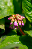 Fototapeta Storczyk - Pink flowers of bergenia among green leaves