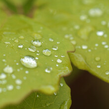A Leaf With Some Water Drops In The Early Morning. Light Green With Dark Green Background. Rain Or Dew Drops.