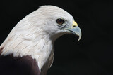 Fototapeta  - Brahminy kite (Haliastur indus), formerly known as the red-backed sea-eagle in Australia, is a medium-sized bird of prey in the family Accipitridae