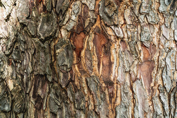 Bark Tree Texture