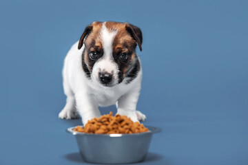 Canvas Print - Puppy eats dog food from a bowl