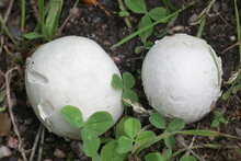 Bovista Nigrescens, Commonlly Known As The Brown Puffball Or Black Bovist, Wild Mushroom From Finland
