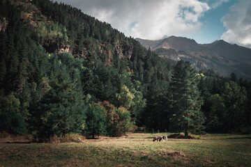 Russia, Caucasus, Dombay, cows graze on the background of mountains and forests on a sunny day