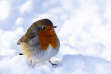 Robin Red Breast Standing In Snow.