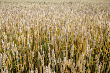 Green Wheat Field. Beautiful Nature Sunset Landscape. Background of ripening ears of meadow wheat field. Concept of great harvest and productive seed industry