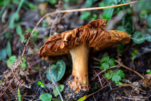 A Wild Brown Mushroom Lying On Forest Floor, BOLU LAKE TURKEY
