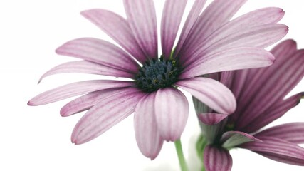 Wall Mural - Flowers opening. Timelapse of beautiful pink cape marguerite Osteospermum or Dimorphotheca flowers blooming, isolated on white background. Time lapse. African daisy bunch, spring flower open, close-up