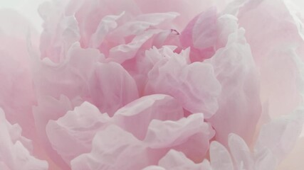 Poster - Beautiful pink Peony center background. Blooming peony flower open, time lapse, close-up. Wedding backdrop, Valentine's Day concept. Soft backdrop. UHD video timelapse