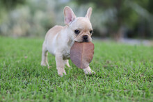 French Bulldog On The Grass In The Park. Beautiful Dog Breed French Bulldog In Autumn Outdoor Grass