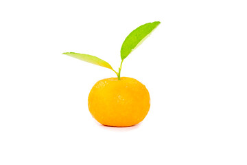 Fresh yellow orange isolated on white background.