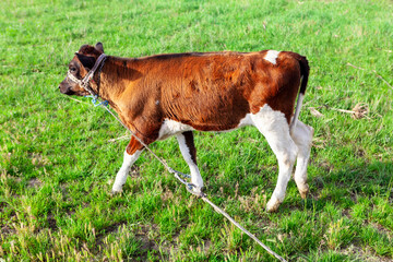 Domestic Calf Tied with Rope on a Pasture 