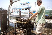 Side View Of Man Spraying Water On Oysters In Containers