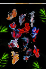 Wall Mural - Various colorful betta fish and gestures on black background.