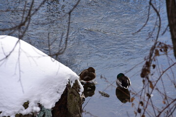 Two ducks resting on the edge of water during the winter