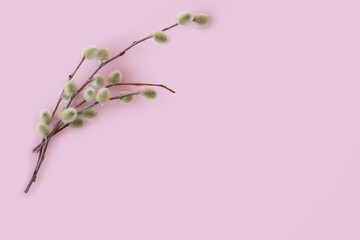 Branches of willow on a pink background. Spring greeting card