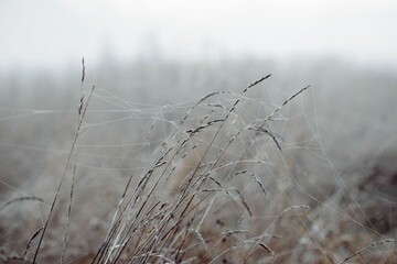 grass & reeds covered in spiders webs and frost in a meadow in winter