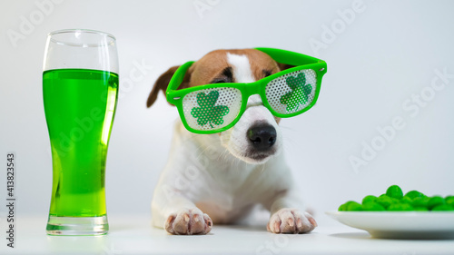 Dog with a mug of green beer and glazed nuts in funny glasses on a white background. Jack russell terrier celebrates st patrick\'s day