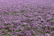 Chives field so beautiful colored purple