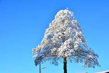 Poster - Winter