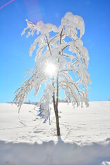 Poster - Winter