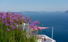 Many Plants Of Agapanthus Africanus With Purple Or Pink Flowers. Behind A Terrace With Nobody In The Greek Island Of Satorini With The Best Landscape Of The Aegean Sea And The Cald