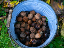 Bucket Of Freshly Picked Walnuts Autumn Garden Harvest