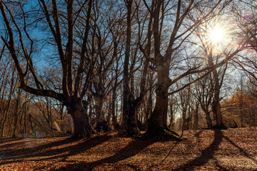 Wall Mural - The rays of the setting sun break through the branches of the autumn forest