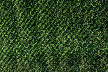 Fakre Green Grass For Use As Nature Background