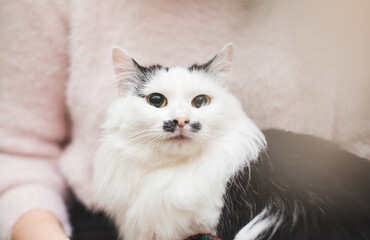 bright and pleasant photo about caring for a cat and flowers