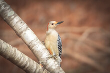 Female Red Bellied Woodpecker Looking Off In The Distance
