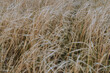 © Cavan Images - Texture of the field of dry grass