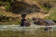 Kämpfende Flußpferde