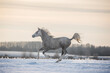 Arabian horse running free on the winter landscape.