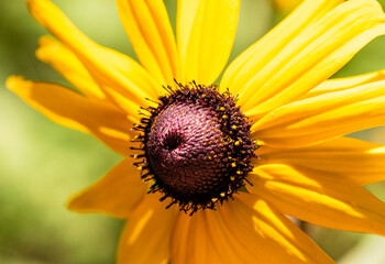 Macro of bright yellow sunflower