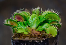 Venus Flytrap Is One Of The Carnivore Plants