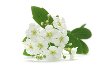 Small cherry flower in bloom closeup on white background.