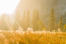 Sunrise Forest And Tall Grasses With Granite Wall Background