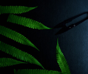 Wall Mural - Green leaves fern tropical rainforest foliage plant  on black background.