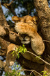 Löwin in Baum 
