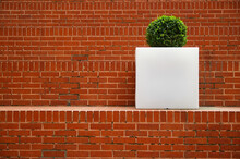 Brick Steps With A Single Green Plant In Blank White Planter